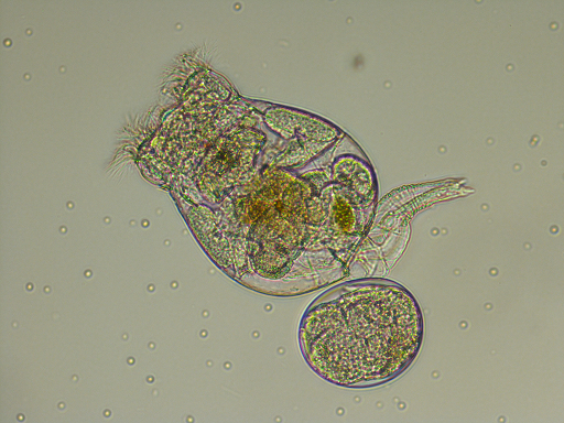 B. plicatilis
